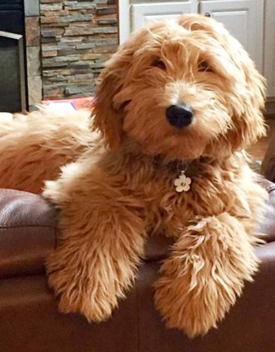 Siena the fluffy dog