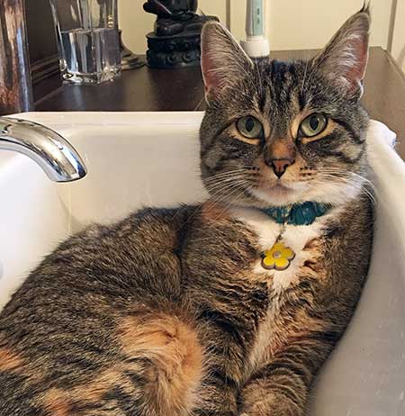 Cat relaxing in the bathroom sink