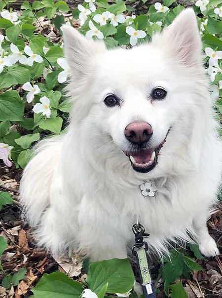 White dog named Daisy with a White Flower Tag posing in White Flowers