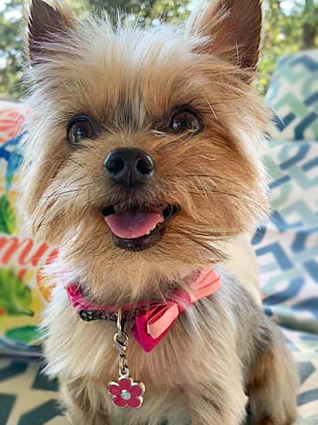 cute dog with flower tag