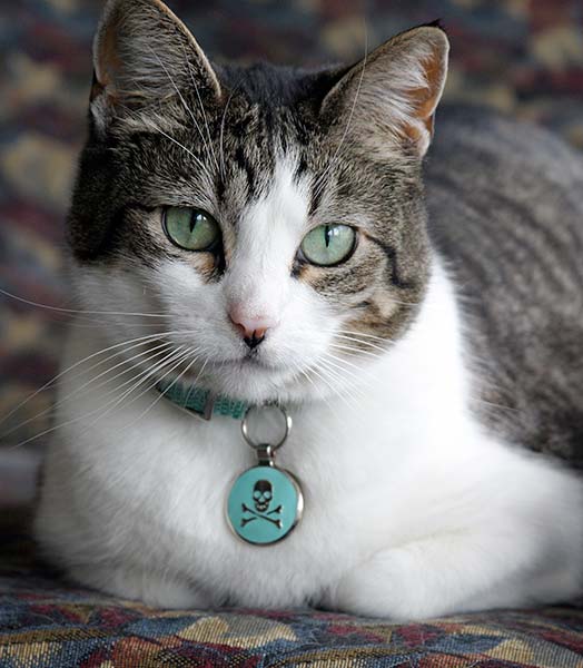 Cat with mint colored eyes matching her mint colored jewelry tag.