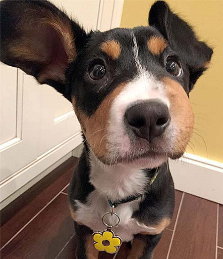 The Best Way to Attach Your Pets Tag to a Collar - Lucky Pet