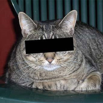 How To Steal Your Neighbor's Cat