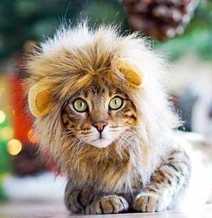 Halloween Pet Costumes for 2018