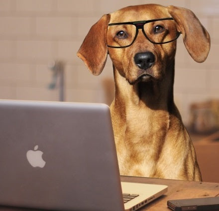 What to Put on Your Pet’s ID Tag