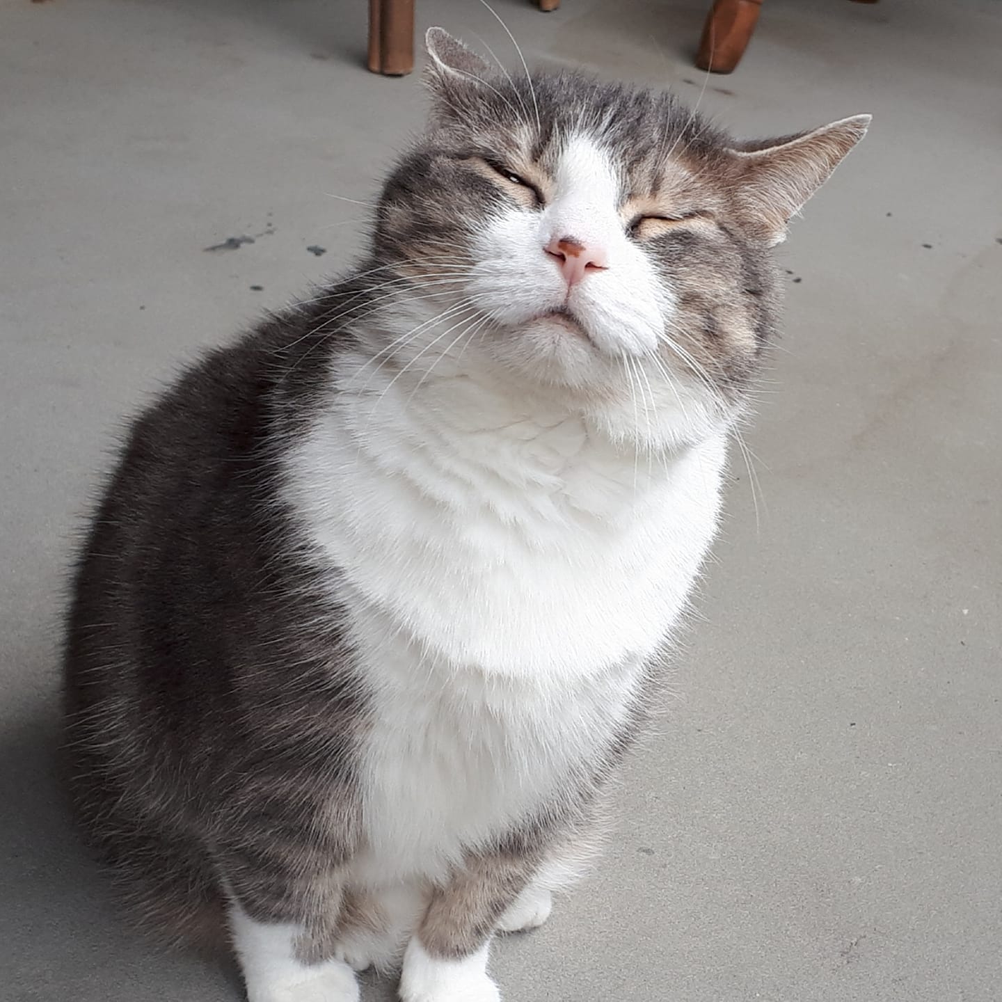 Kitty squinting in the sunlight