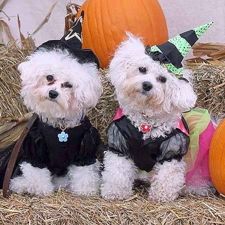 Halloween - From Your Pet's Point Of View