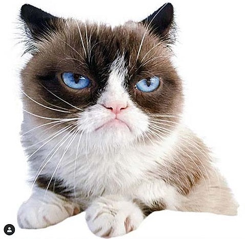 grumpy cat