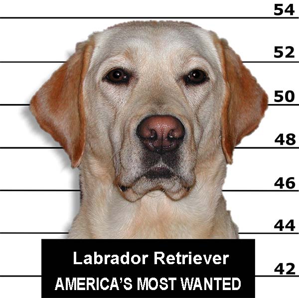 Lab Wanted poster