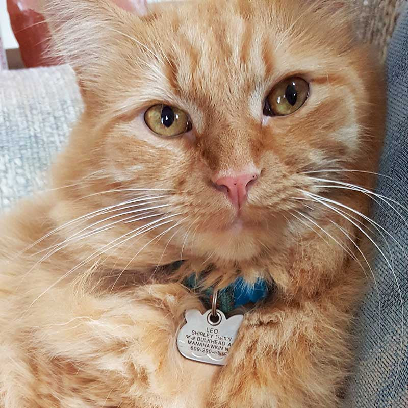 An orange kitty with a silver cat face shaped pet tag