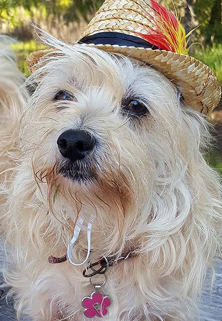 Dog wearing a fedora and a pink flower pet tag.