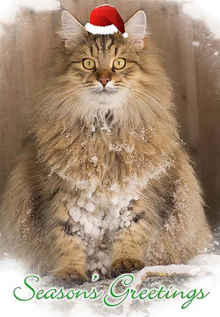 December 2018 Newsletter