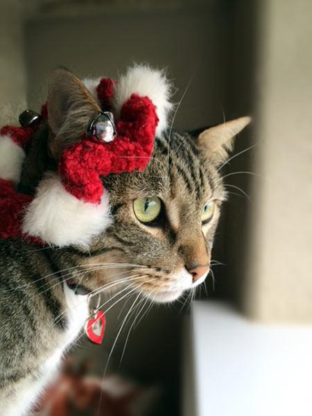 Stripey cat wearing a Santa hat.