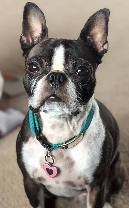 Boston terrier wearing a pink heart shaped jewelry tag.