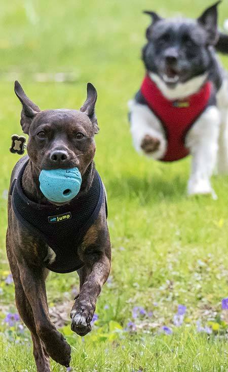 January 2019 Newsletter