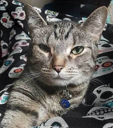 Cat wearing a tiny blue paw jewelry tag.