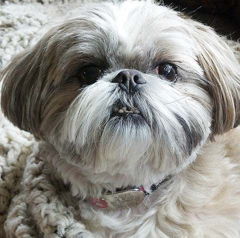 A silver dog wearing a collar tag