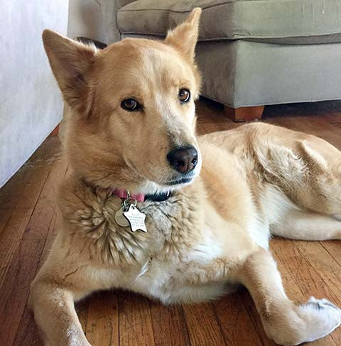 Dog sitting in her living room