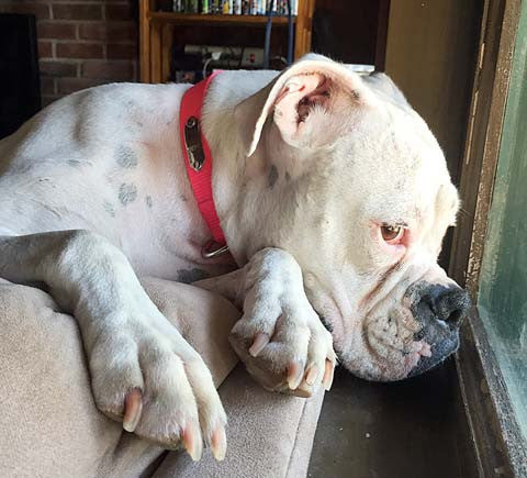 Dog looking wishfully out the window