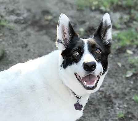 Black and white dog smiling for the camera