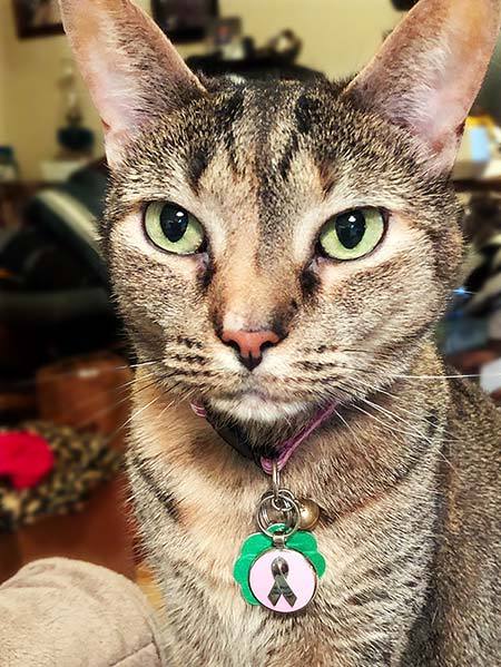 Bella wearing a pink awareness ribbon tag