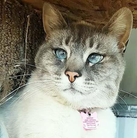 A very large blue-eyed cat