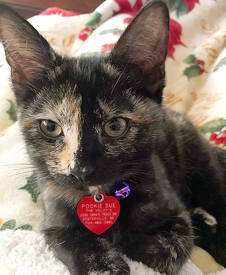 Calico kitten and her heart shaped pet tag