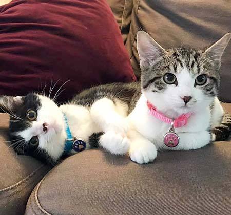 Two kittens being cute on the couch