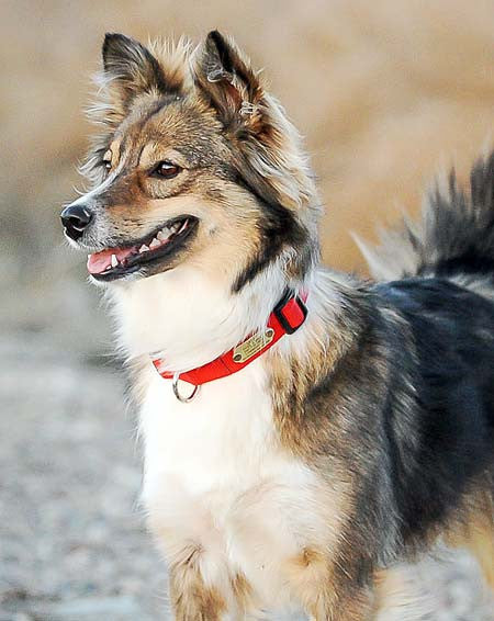 Dog wearing a bright orange collar