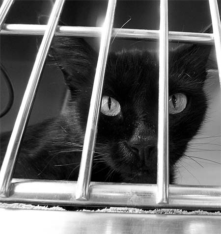 Cat in a cage at the shelter