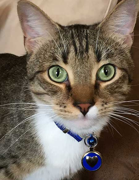 A stripey kitty with a blue heart pet tag