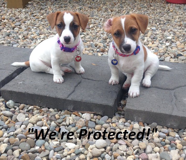 Owner Alert Lost Pet Recovery Services - Keep All Your Pets Safe Forever!, Service - Lucky Pet